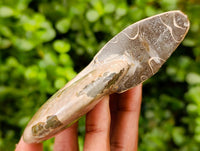 Polished Cleoniceras Ammonite Fossils x 2 From Tulear, Madagascar