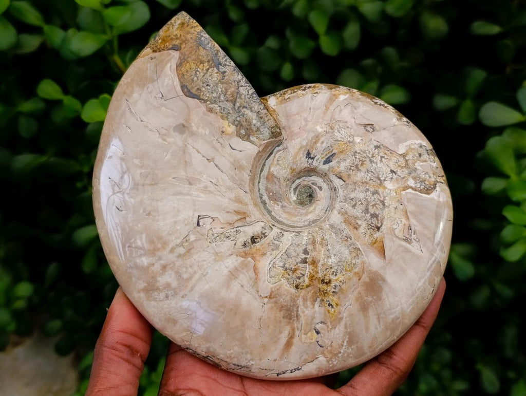 Polished Cleoniceras Ammonite Fossils x 2 From Tulear, Madagascar - Toprock Gemstones and Minerals 