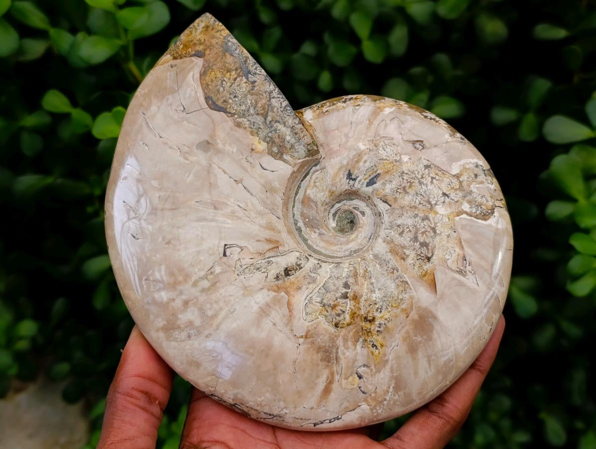 Polished Cleoniceras Ammonite Fossils x 2 From Tulear, Madagascar - Toprock Gemstones and Minerals 