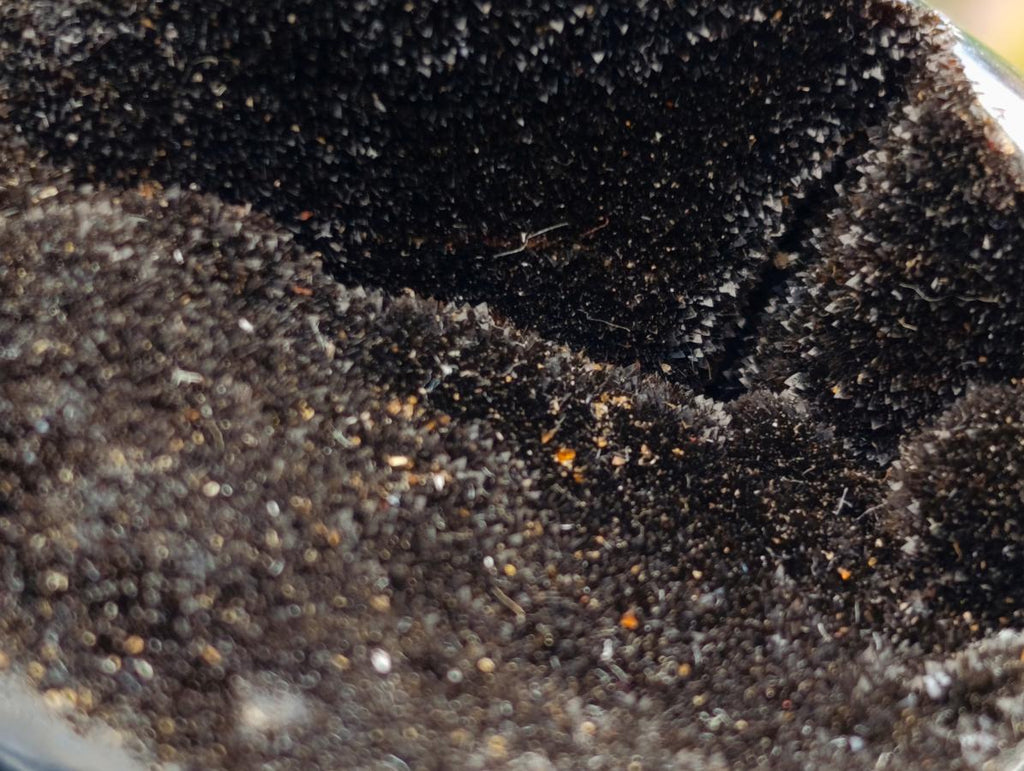 Polished Septerye Sauvage "Dragons Egg" Geodes x 3 From Mahajanga, Madagascar