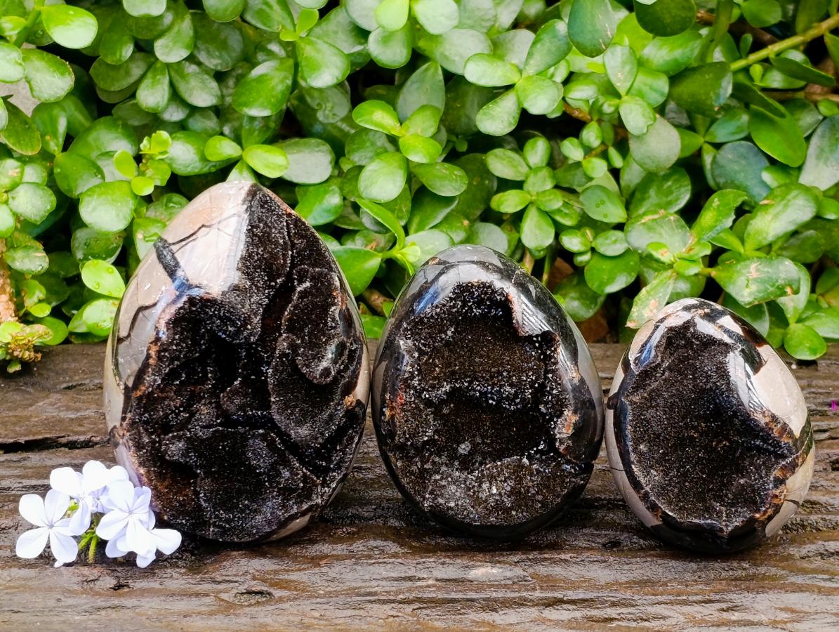 Polished Septerye Sauvage "Dragons Egg" Geodes x 3 From Mahajanga, Madagascar