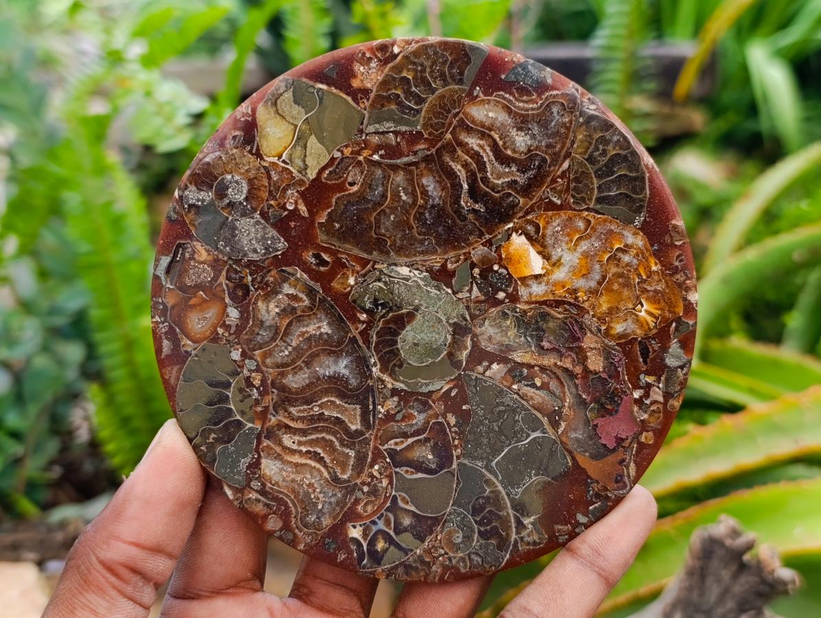 Hand Made Ammonite Conglomerate Coffee Table Coasters x 6 From Mahajanga, Madagascar - Toprock Gemstones and Minerals 