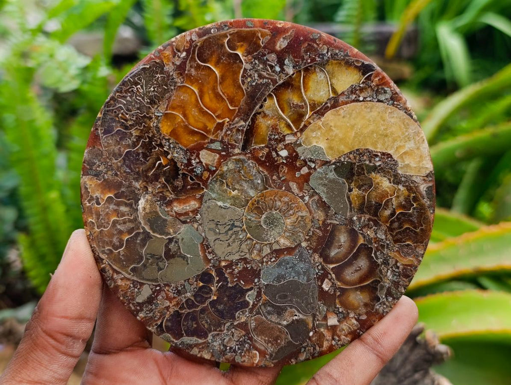 Hand Made Ammonite Conglomerate Coffee Table Coasters x 6 From Mahajanga, Madagascar - Toprock Gemstones and Minerals 
