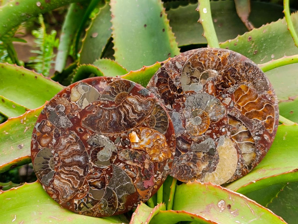Hand Made Ammonite Conglomerate Coffee Table Coasters x 6 From Mahajanga, Madagascar - Toprock Gemstones and Minerals 