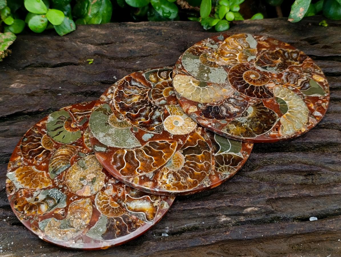 Hand Made Ammonite Conglomerate Coffee Table Coasters x 6 From Mahajanga, Madagascar - Toprock Gemstones and Minerals 