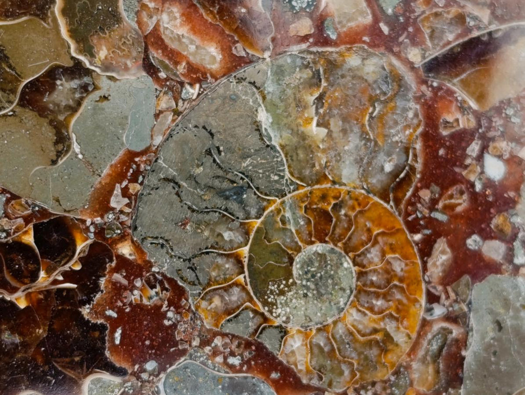 Hand Made Ammonite Conglomerate Coffee Table Coasters x 6 From Mahajanga, Madagascar - Toprock Gemstones and Minerals 
