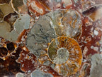 Hand Made Ammonite Conglomerate Coffee Table Coasters x 6 From Mahajanga, Madagascar - Toprock Gemstones and Minerals 