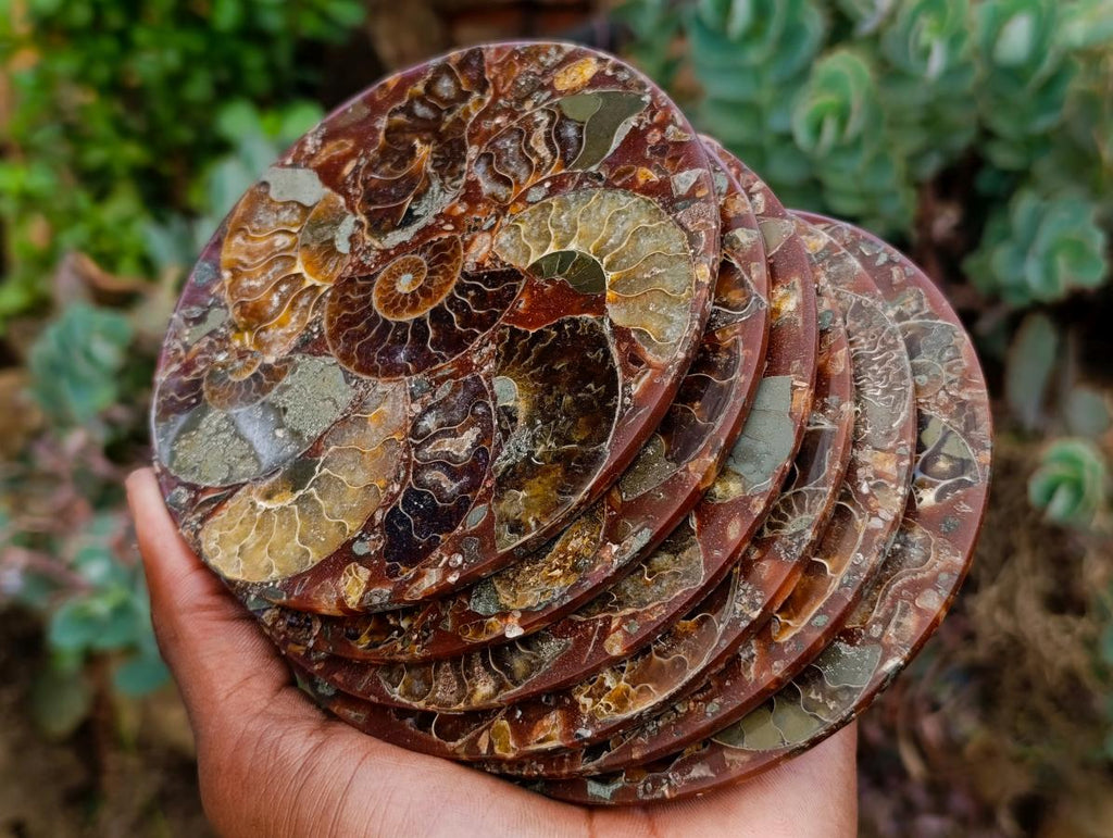 Hand Made Ammonite Conglomerate Coffee Table Coasters x 6 From Mahajanga, Madagascar - Toprock Gemstones and Minerals 