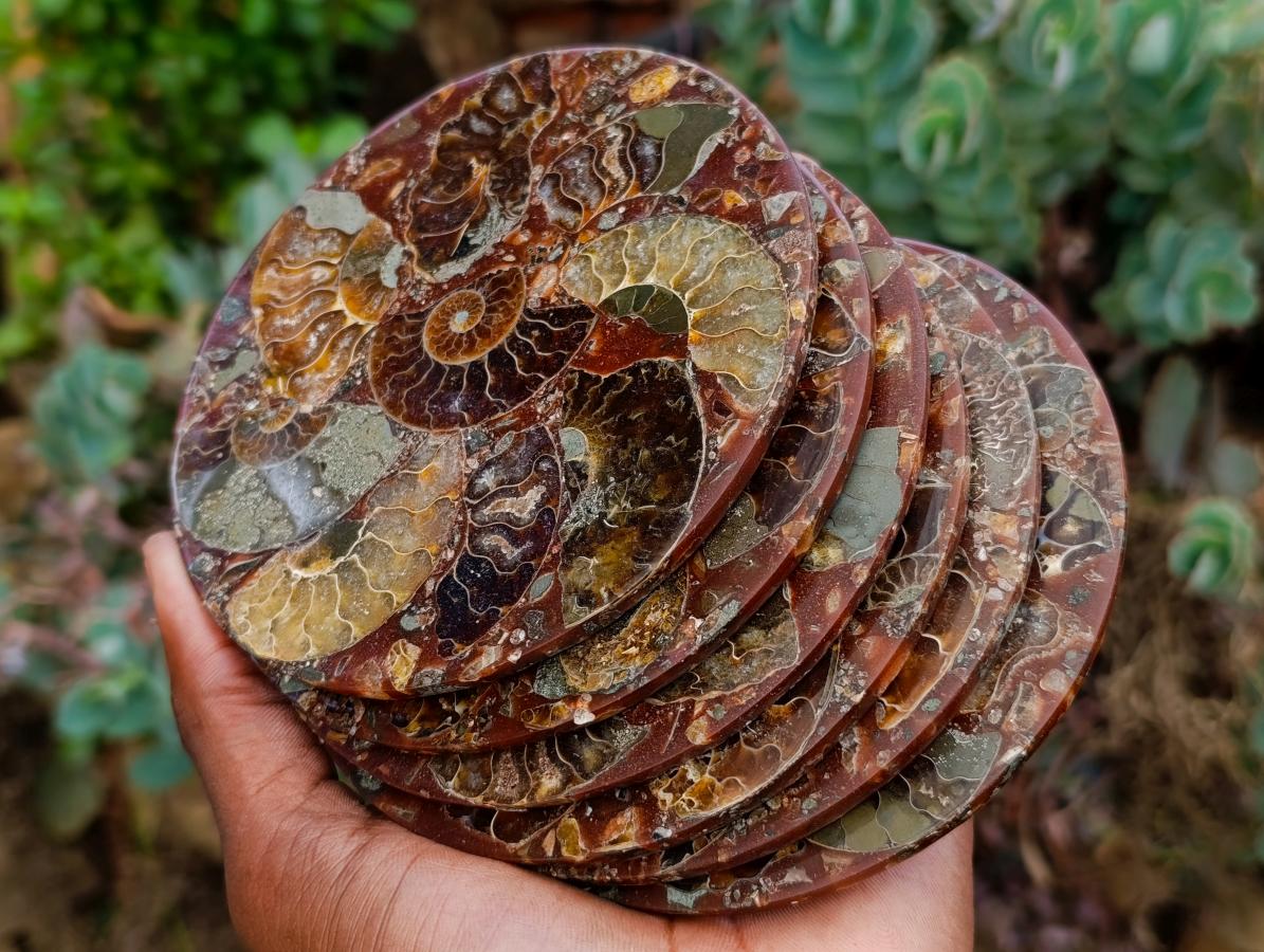 Hand Made Ammonite Conglomerate Coffee Table Coasters x 6 From Mahajanga, Madagascar