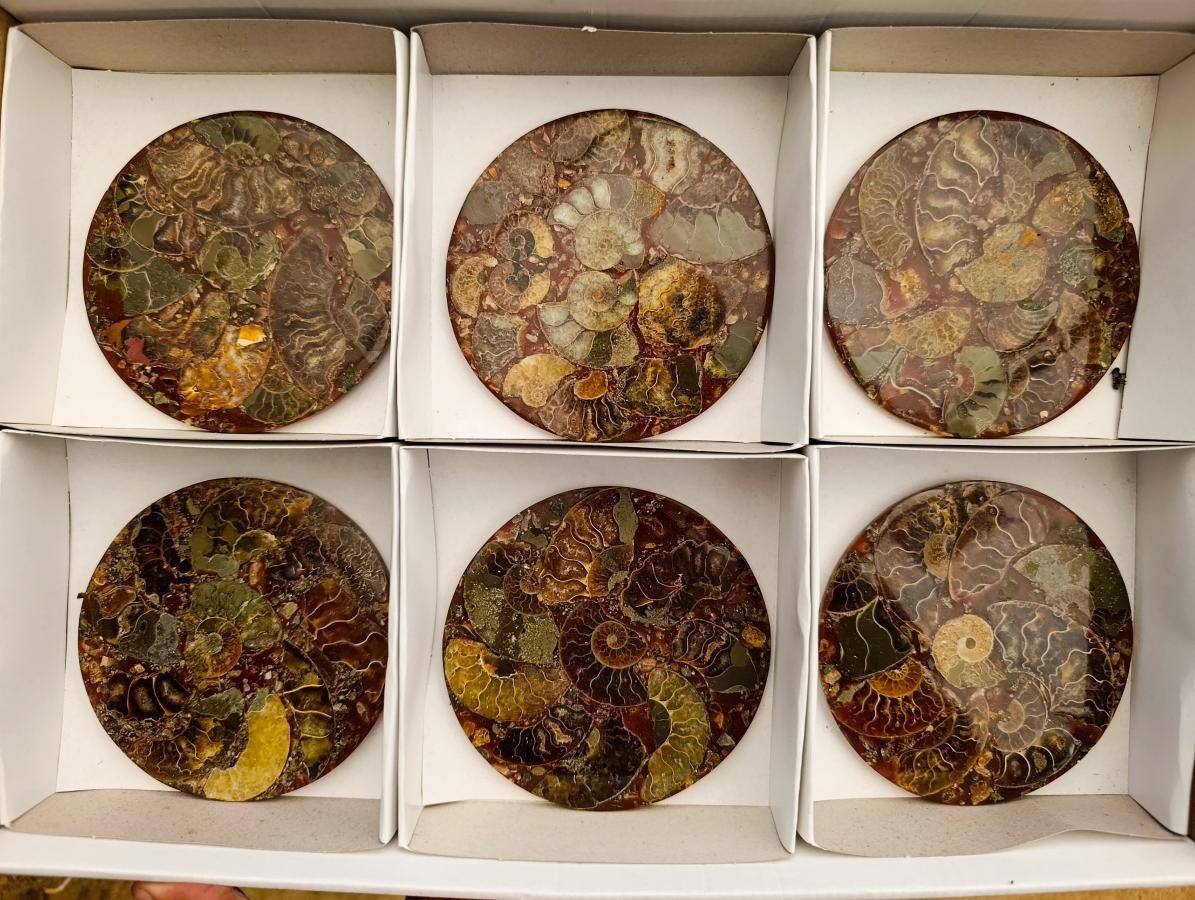 Hand Made Ammonite Conglomerate Coffee Table Coasters x 6 From Mahajanga, Madagascar