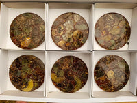 Hand Made Ammonite Conglomerate Coffee Table Coasters x 6 From Mahajanga, Madagascar