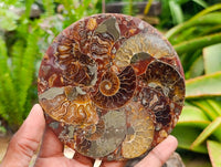 Hand Made Ammonite Conglomerate Coffee Table Coasters x 6 From Mahajanga, Madagascar
