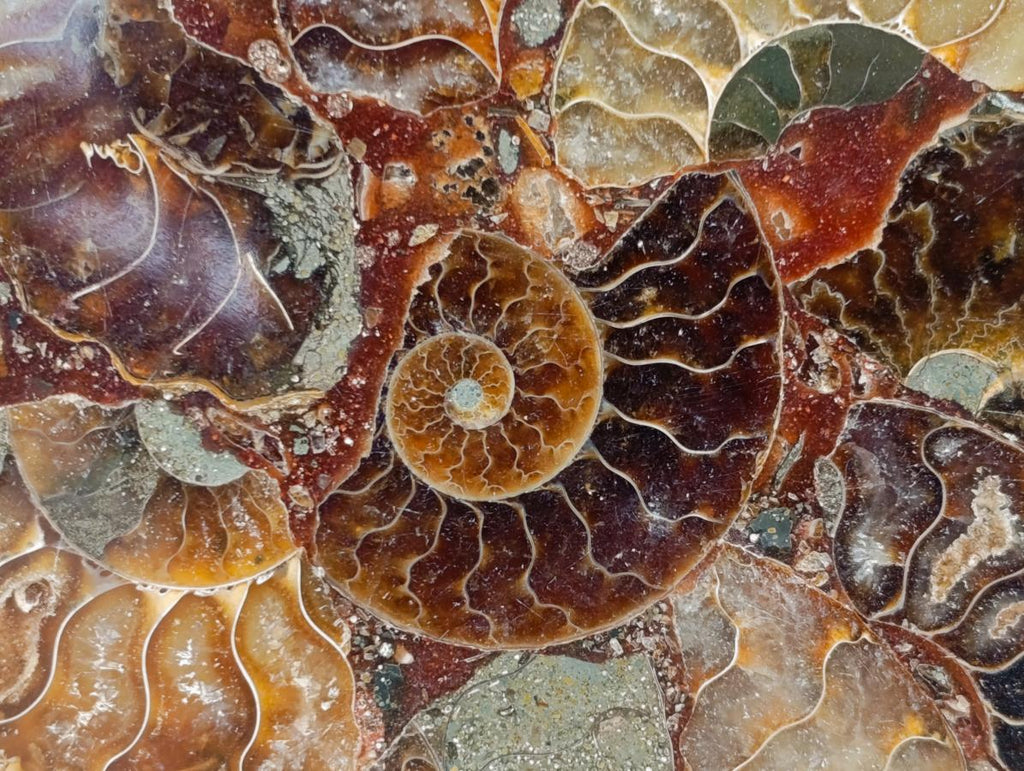 Hand Made Ammonite Conglomerate Coffee Table Coasters x 6 From Mahajanga, Madagascar - Toprock Gemstones and Minerals 