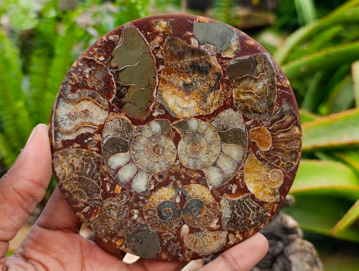 Hand Made Ammonite Conglomerate Coffee Table Coasters x 6 From Mahajanga, Madagascar
