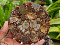 Hand Made Ammonite Conglomerate Coffee Table Coasters x 6 From Mahajanga, Madagascar