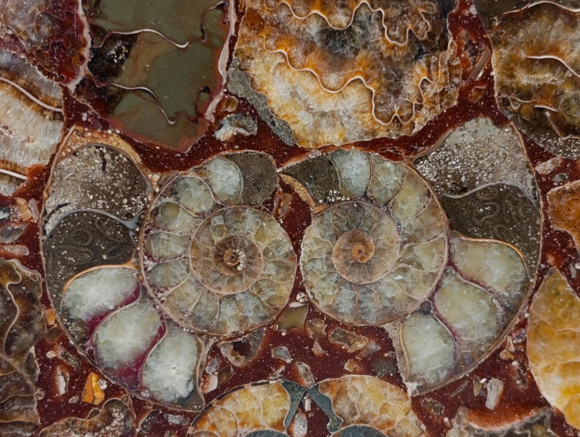 Hand Made Ammonite Conglomerate Coffee Table Coasters x 6 From Mahajanga, Madagascar