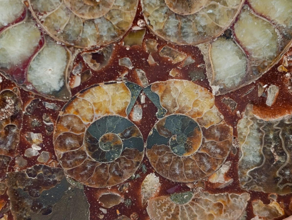 Hand Made Ammonite Conglomerate Coffee Table Coasters x 6 From Mahajanga, Madagascar - Toprock Gemstones and Minerals 