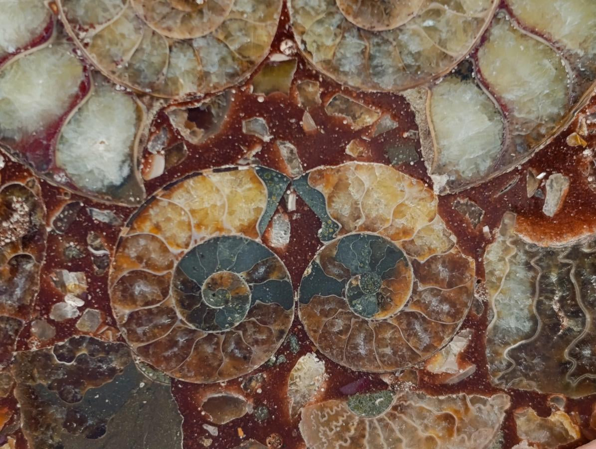 Hand Made Ammonite Conglomerate Coffee Table Coasters x 6 From Mahajanga, Madagascar - Toprock Gemstones and Minerals 