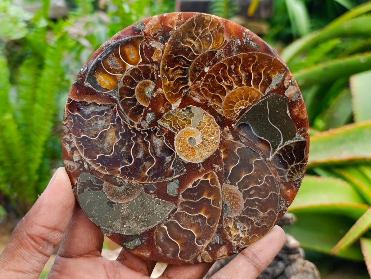 Hand Made Ammonite Conglomerate Coffee Table Coasters x 6 From Mahajanga, Madagascar - Toprock Gemstones and Minerals 