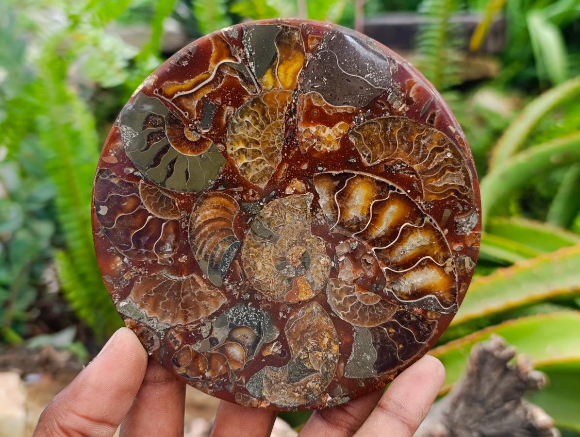 Hand Made Ammonite Conglomerate Coffee Table Coasters x 6 From Mahajanga, Madagascar
