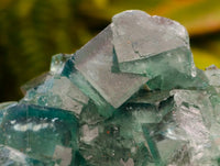 Natural Cubic Green Fluorite Cluster Specimens x 3 From Mandrosonoro, Madagascar
