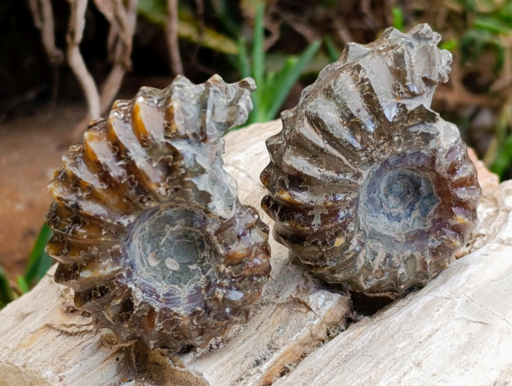 Polished Douvilleiceras Ammonite Fossils x 6 From Maintirano, Madagascar