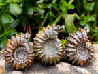 Polished Douvilleiceras Ammonite Fossils x 6 From Maintirano, Madagascar