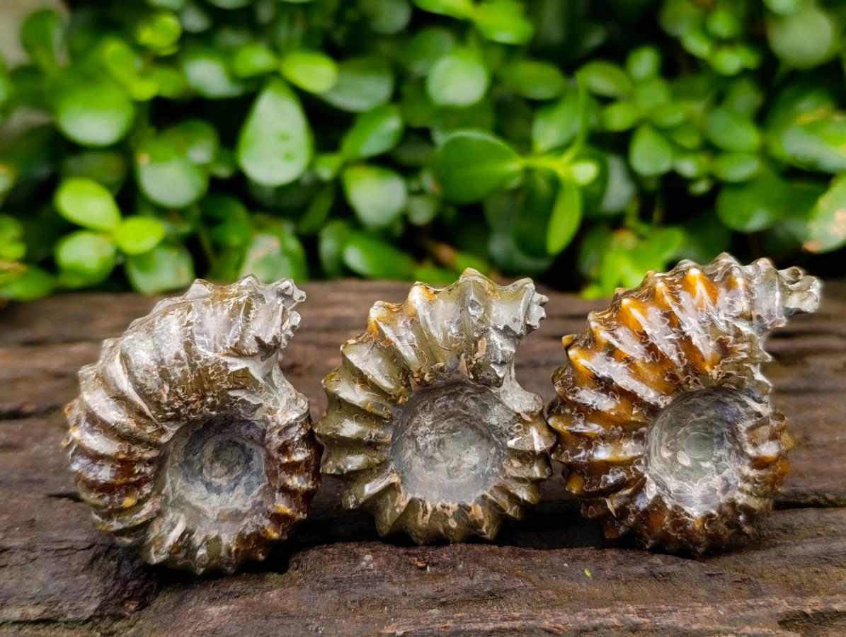 Polished Douvilleiceras Ammonite Fossils x 6 From Maintirano, Madagascar