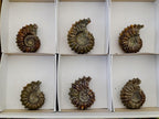 Polished Douvilleiceras Ammonite Fossils x 6 From Maintirano, Madagascar