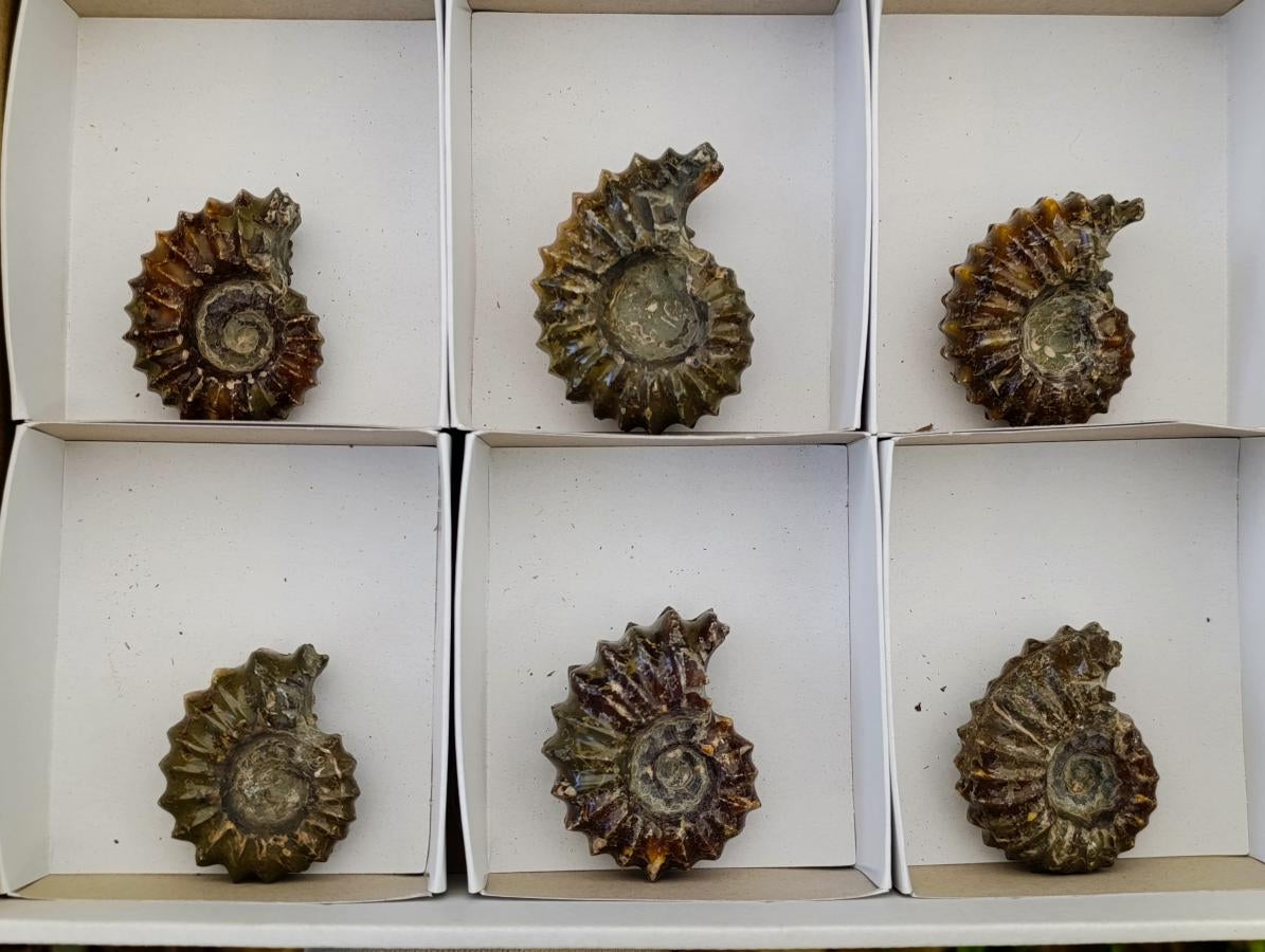 Polished Douvilleiceras Ammonite Fossils x 6 From Maintirano, Madagascar