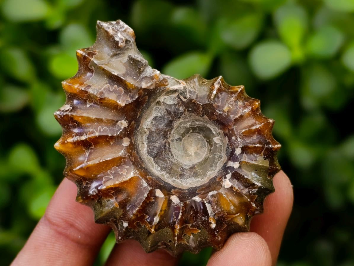 Polished Douvilleiceras Ammonite Fossils x 6 From Maintirano, Madagascar
