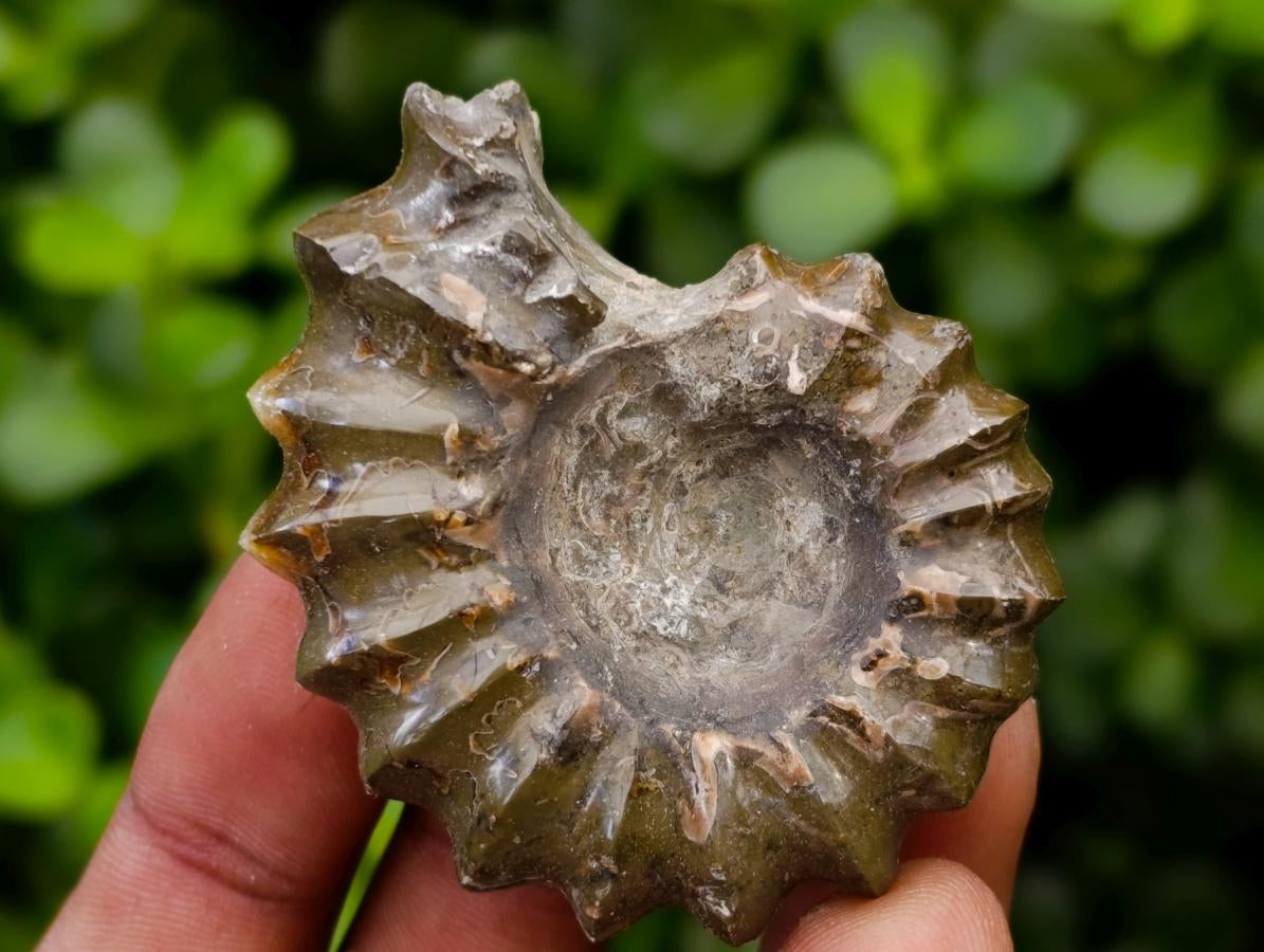 Polished Douvilleiceras Ammonite Fossils x 6 From Maintirano, Madagascar
