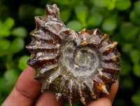 Polished Douvilleiceras Ammonite Fossils x 6 From Maintirano, Madagascar