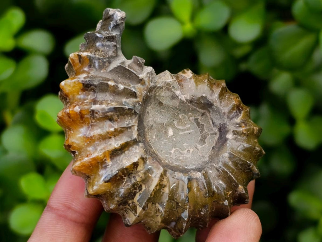 Polished Douvilleiceras Ammonite Fossils x 6 From Maintirano, Madagascar