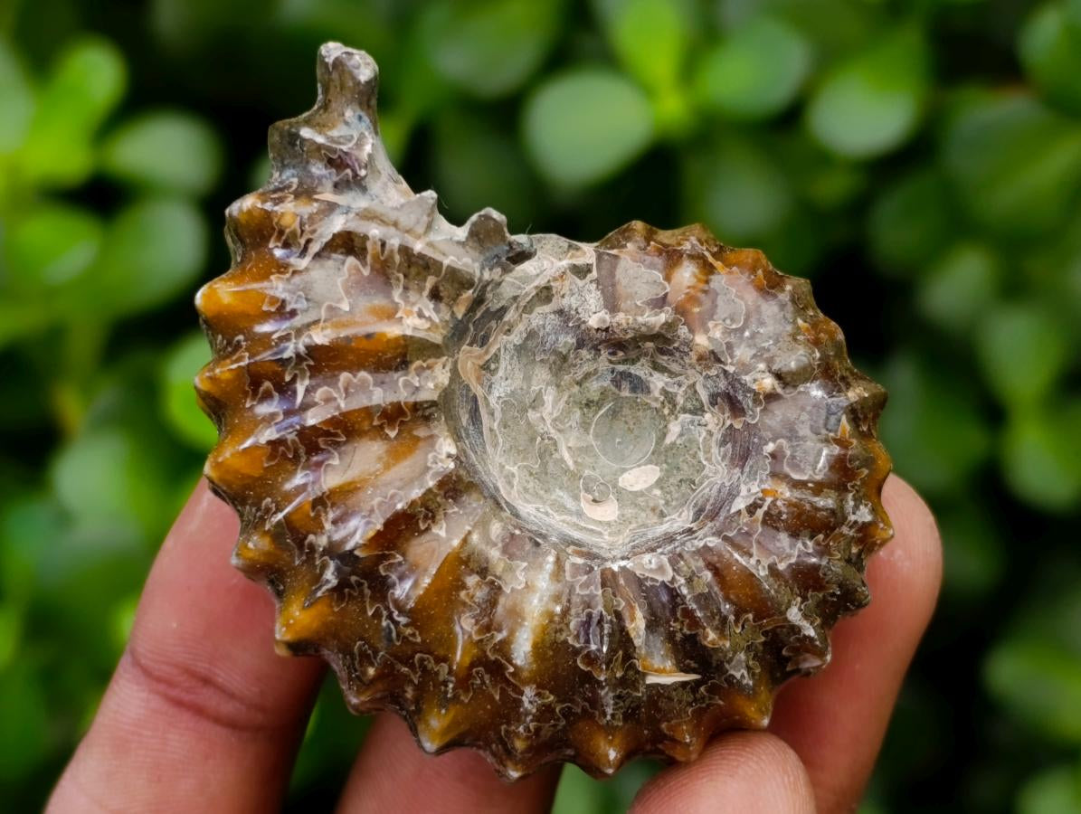 Polished Douvilleiceras Ammonite Fossils x 6 From Maintirano, Madagascar