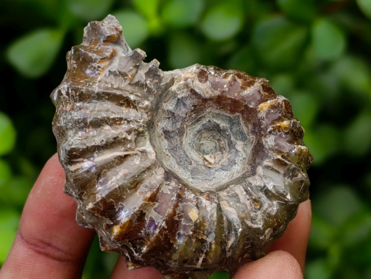 Polished Douvilleiceras Ammonite Fossils x 6 From Maintirano, Madagascar