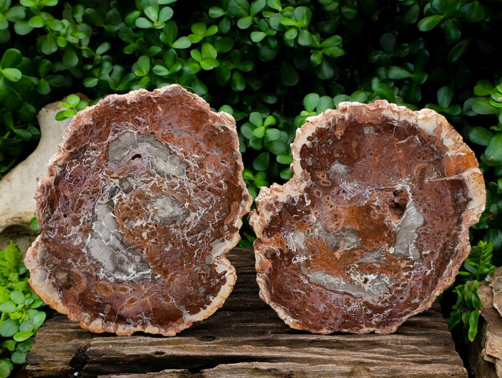 Polished Red Podocarpus Petrified Wood Slices x 2 From Mahajanga, Madagascar