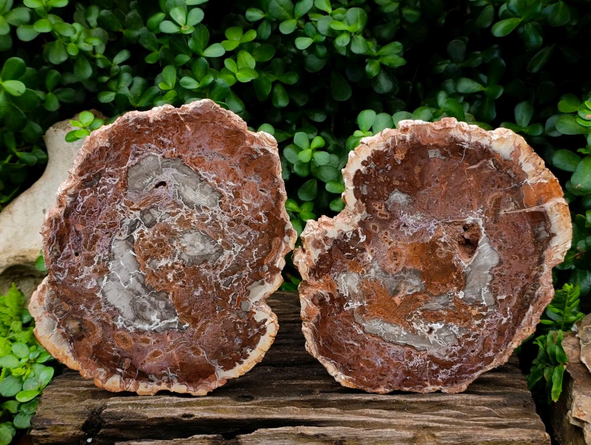 Polished Red Podocarpus Petrified Wood Slices x 2 From Mahajanga, Madagascar