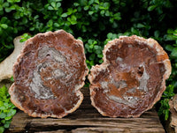 Polished Red Podocarpus Petrified Wood Slices x 2 From Mahajanga, Madagascar
