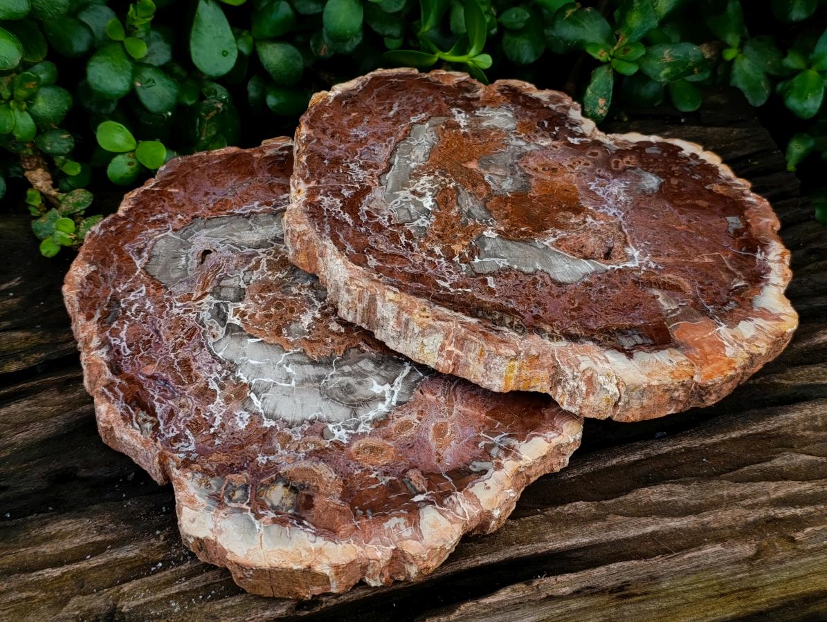 Polished Red Podocarpus Petrified Wood Slices x 2 From Mahajanga, Madagascar
