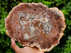 Polished Red Podocarpus Petrified Wood Slices x 2 From Mahajanga, Madagascar