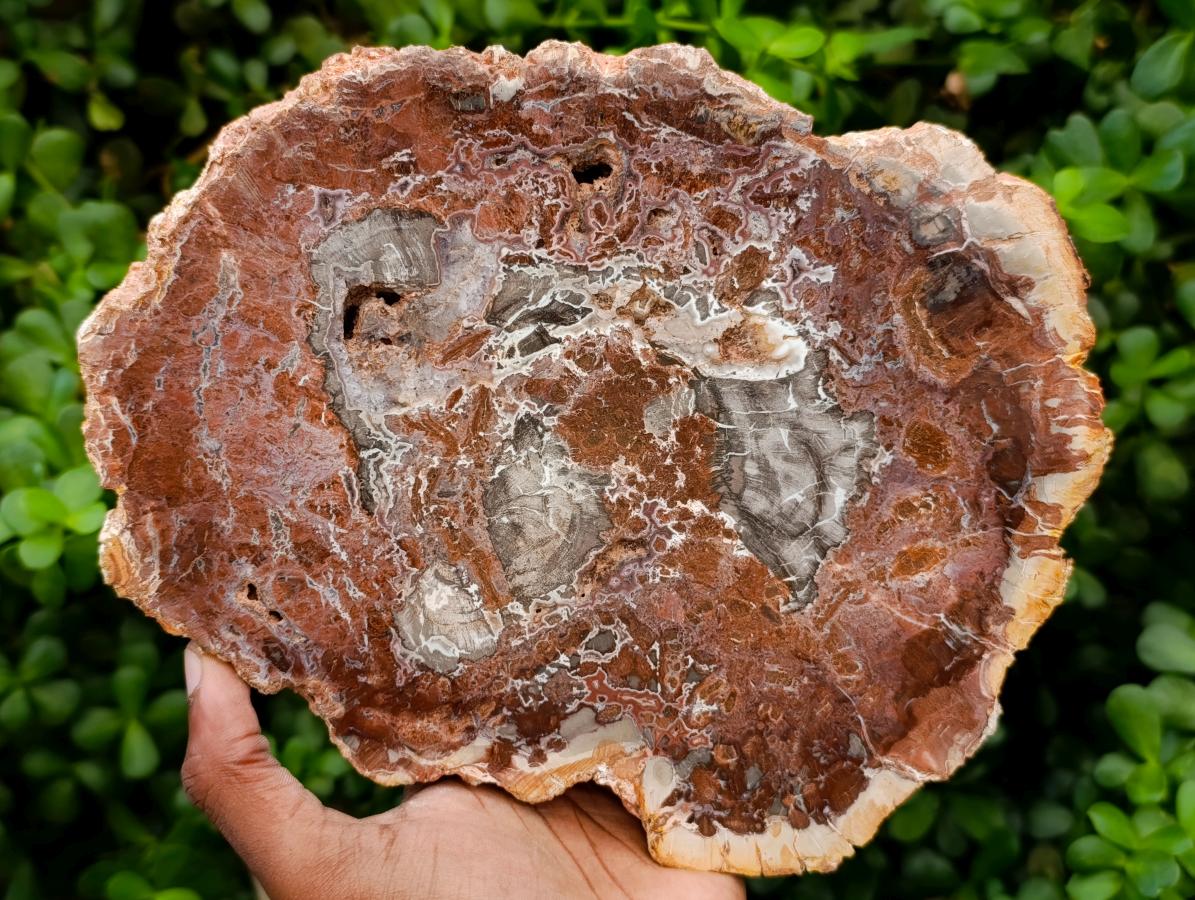 Polished Red Podocarpus Petrified Wood Slices x 2 From Mahajanga, Madagascar