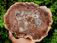 Polished Red Podocarpus Petrified Wood Slices x 2 From Mahajanga, Madagascar