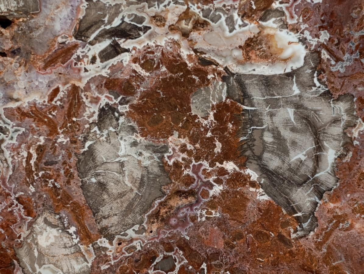 Polished Red Podocarpus Petrified Wood Slices x 2 From Mahajanga, Madagascar