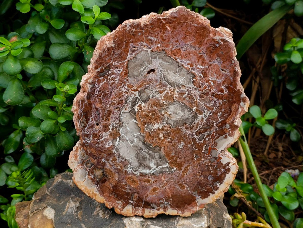 Polished Red Podocarpus Petrified Wood Slices x 2 From Mahajanga, Madagascar