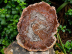 Polished Red Podocarpus Petrified Wood Slices x 2 From Mahajanga, Madagascar