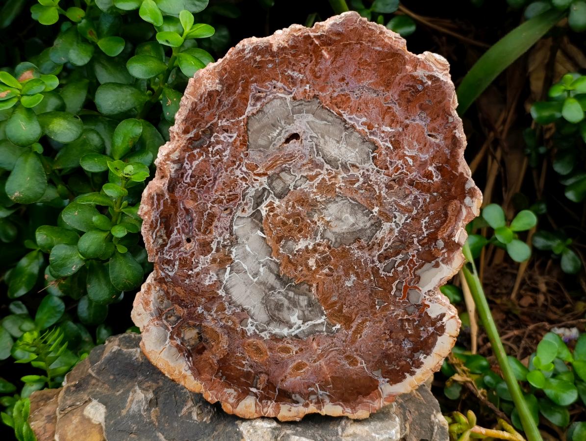 Polished Red Podocarpus Petrified Wood Slices x 2 From Mahajanga, Madagascar