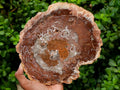 Polished Red Podocarpus Petrified Wood Slices x 2 From Mahajanga, Madagascar