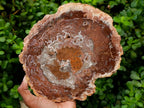 Polished Red Podocarpus Petrified Wood Slices x 2 From Mahajanga, Madagascar