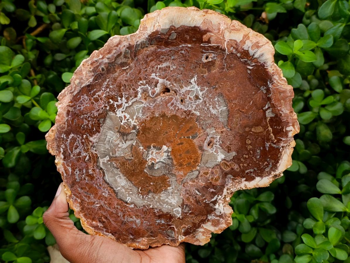 Polished Red Podocarpus Petrified Wood Slices x 2 From Mahajanga, Madagascar